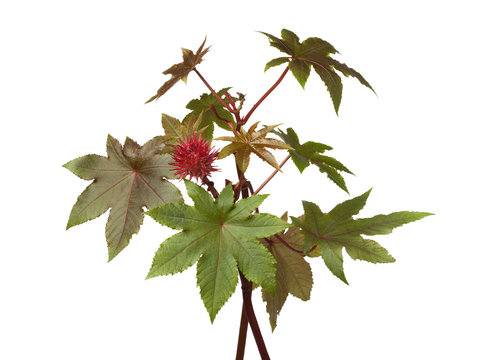 Fototapeta Castor oil plant