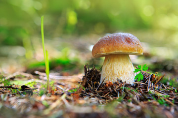 Porcini mushroom in the autumn forest.