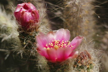 Bl&uuml;hender Kaktus