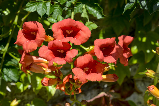 Bignone, vari&eacute;t&eacute; Mme Galen, Campsis radicans