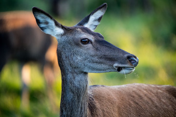Deer with sun in the rear
