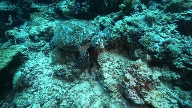 Green sea turtle on coral reef at Bunaken Island, Sulawesi 