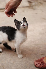 Straßenkatze
