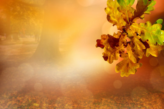 Gelb-grüne Blätter im Herbst verziert mit unscharf leuchtenden Parkhintergrund und Bokeh