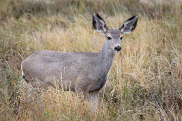 Naklejka na ściany i meble Mule Deer Doe in Prairie Grass