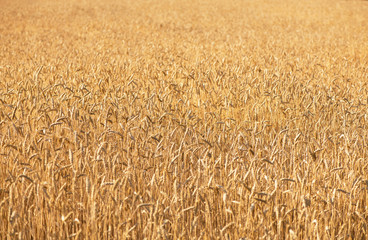 Wheat field. Ears of golden wheat close up. Beautiful Nature Sunset Landscape