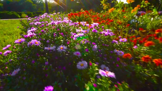 flowers in a flower bed park