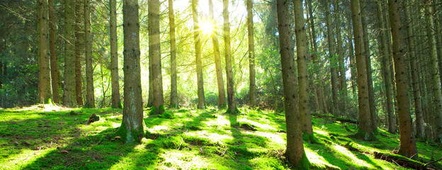 Sun shines through the trees in the pine forest.