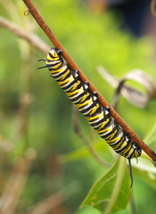 monarch butterfly caterpillar resting on a plant stalk