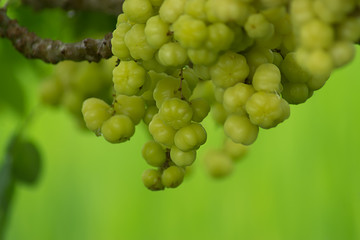star gooseberry on tree.