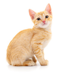Kitten on white background.