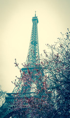 Fototapeta na wymiar Spring in Paris. Blossoming trees and Eiffel tower at backgrounds. Toned image.