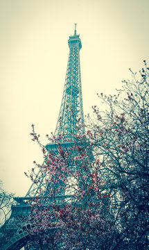 Spring in Paris. Blossoming trees and Eiffel tower at backgrounds. Toned image.