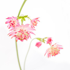 Delicate pink flowers