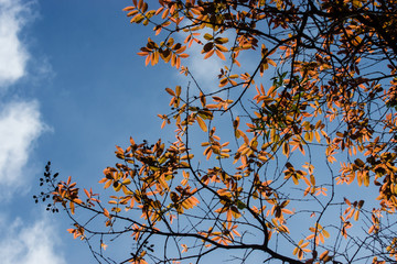Leaves in spring season.