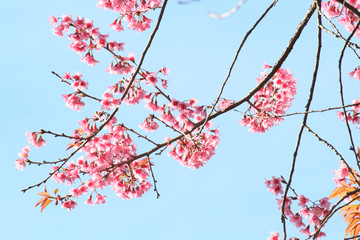 Branch of the Wild Himalayan Cherry flower in Northern of Thailand