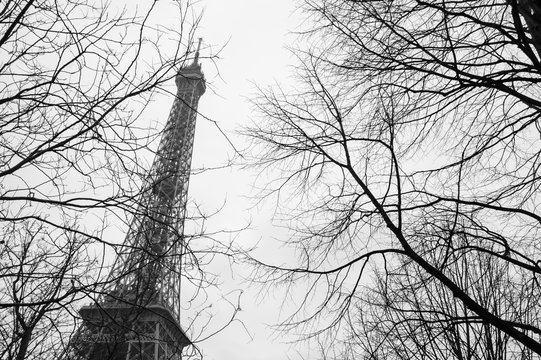 Fototapeta Eiffel tower seen through bare trees. Autumn in Paris. Black and white.