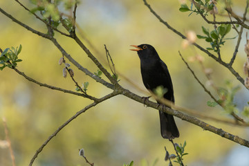 Singing Bird