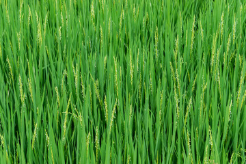 Fototapeta na wymiar Fresh green rice plants in the field.