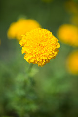 Marigold flowers in the garden