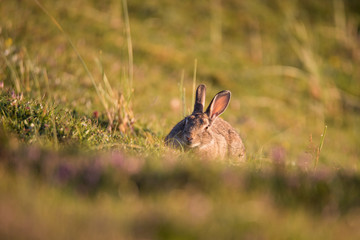 Scottish Rabbit