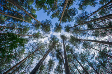 when the trees were big