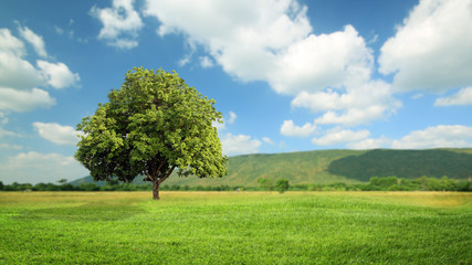 Fototapeta na wymiar Green grass and tree with clouds background, green concept.