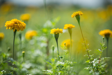 Marigold flowers in the garden