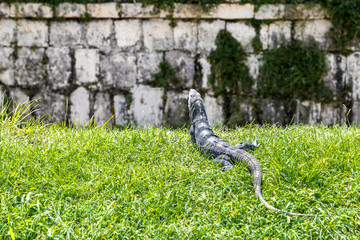 Игуаны в траве. Мексика