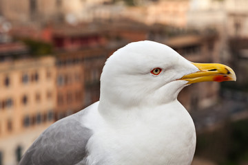Close-up profile of a gull on a city background.