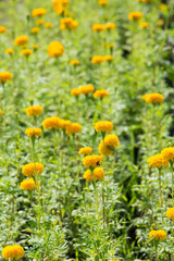 Marigold flowers in the garden