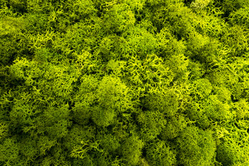 Naklejka premium Moss als grafisches element oder Hintergrund