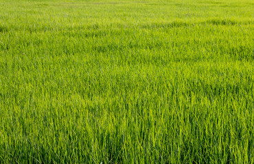 rice field on sky background