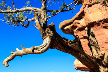 Twisted Tree in Garden of the Gods