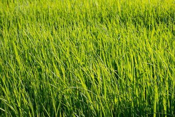 rice field on sky background