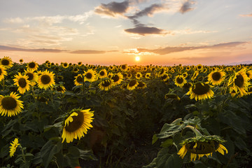 Obraz premium field of blooming sunflowers on a background sunset