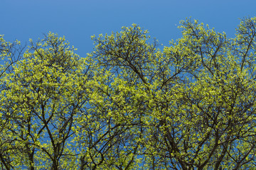 Leaves in spring season.