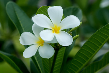 White Plumeria flower on tree.