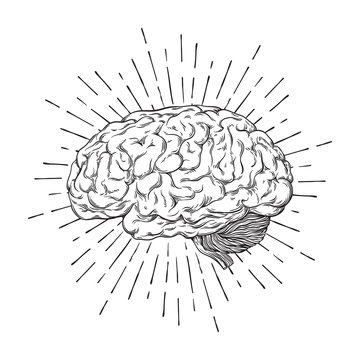 Naklejki Hand drawn human brain with sunburst anatomically correct art. Flash tattoo or print design vector illustration