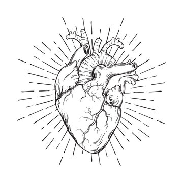 Hand drawn human heart with sunburst anatomically correct art. Flash tattoo or print design vector illustration