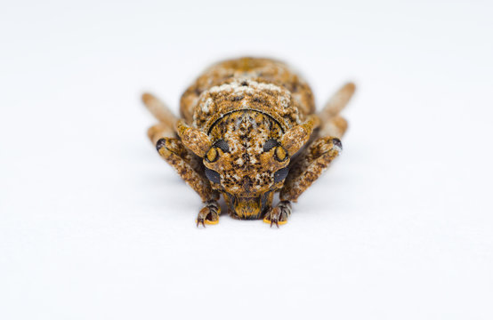 long horned beetle or stem boring grub on white background. interesting and strange insect.