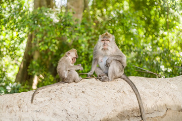 Monkeys in Ubud Monkey Forest, Bali, Indonesia.