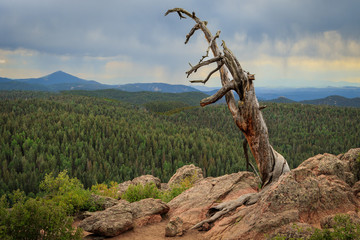 Fototapeta premium Lonely Old Tree on the Mountain