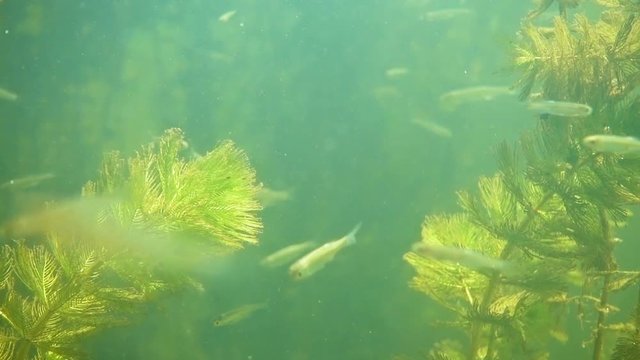 Underwater river landscape with algae and little fish