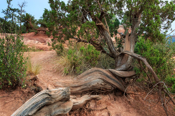 Garden of the Gods