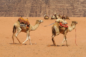 Dromedare in Wadi Rum