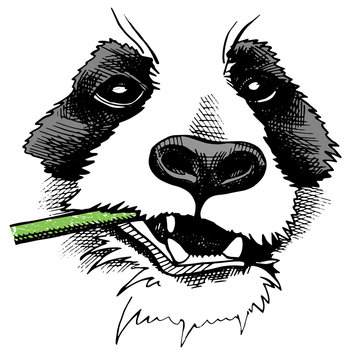 Panda portrait with a branch of bamboo. Vector illustration.