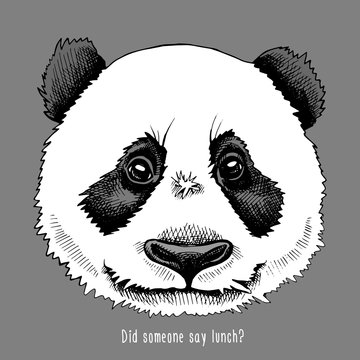 Panda portrait on gray background. Vector illustration.