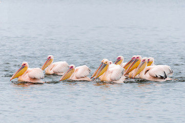 Fototapeta na wymiar Great white pelicans swimming in formation