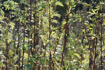 Fototapeta premium Tall weed grass in the garden